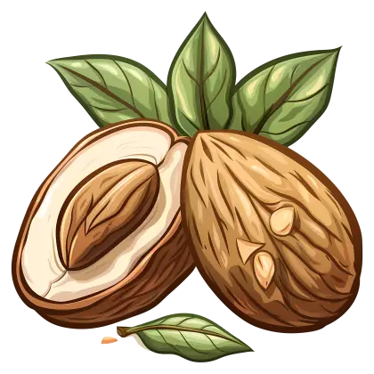 Illustration of Almonds with Leaves