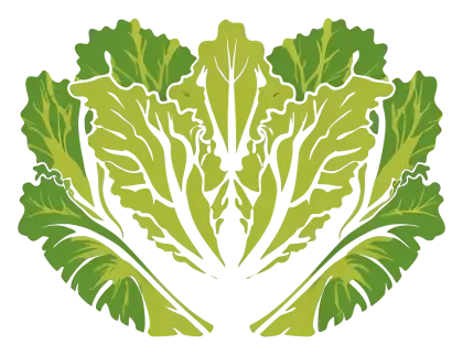 Fresh Green Lettuce