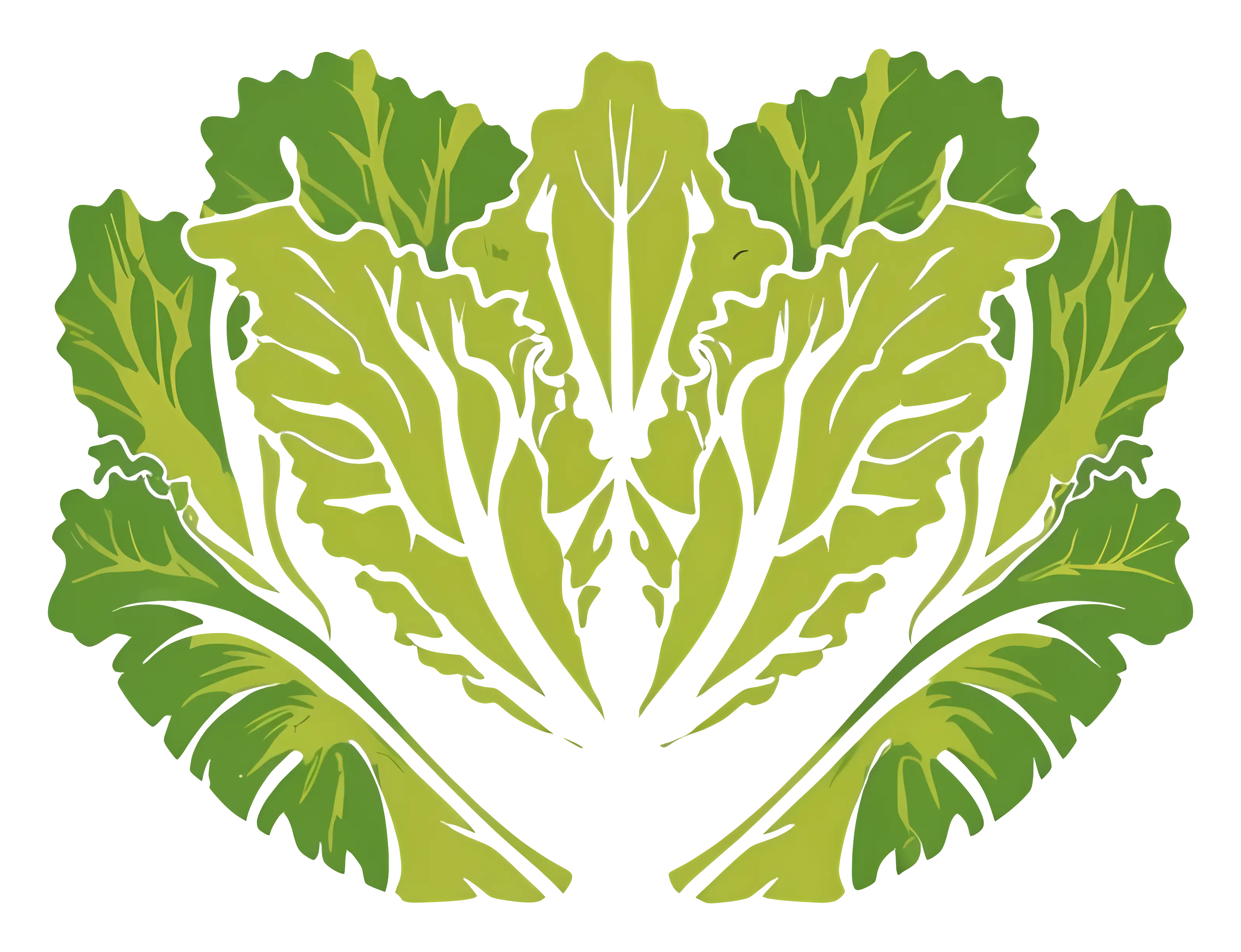 Fresh Green Lettuce