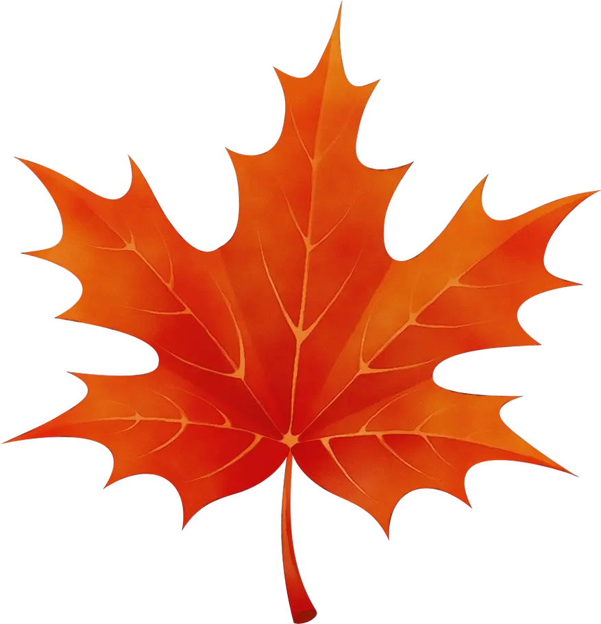 Vibrant Red Maple Leaf Illustration