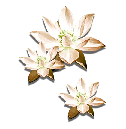 White Lotus Flowers in Bloom