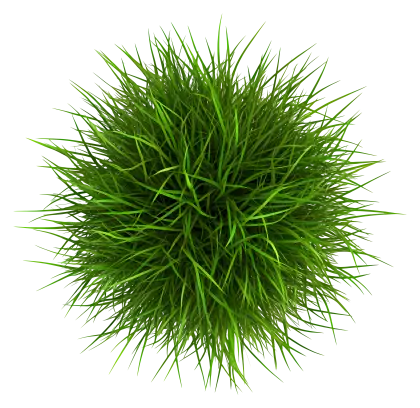 Lush Green Grass
