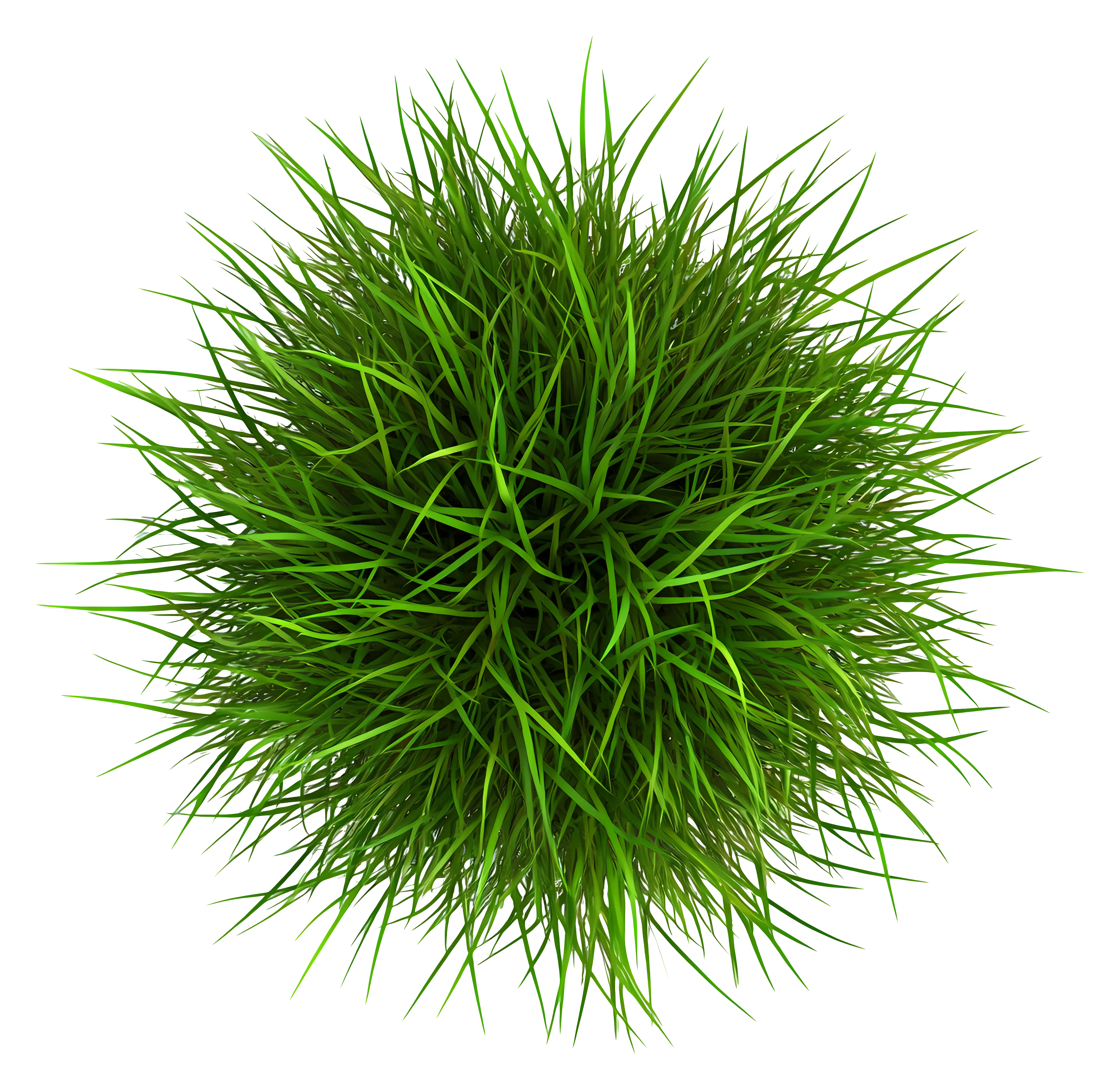 Lush Green Grass