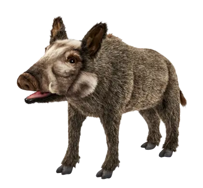 Wild Boar Illustration