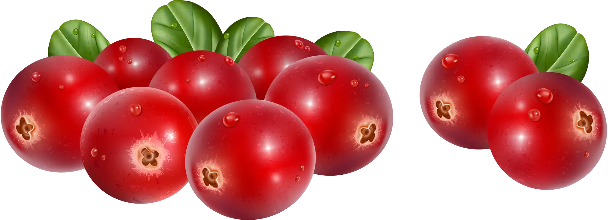 Fresh Red Cranberries