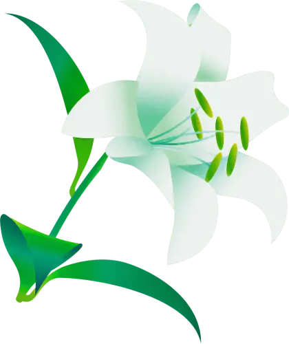 White Lily Flower Illustration
