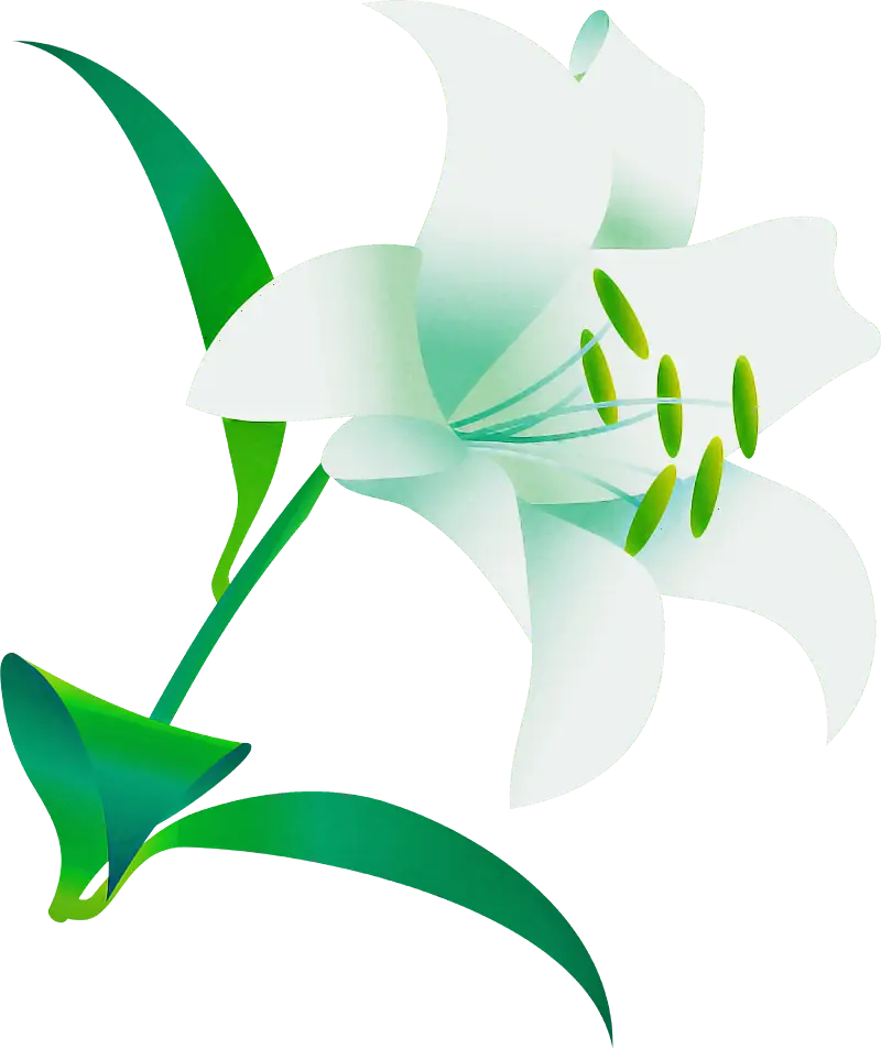 White Lily Flower Illustration