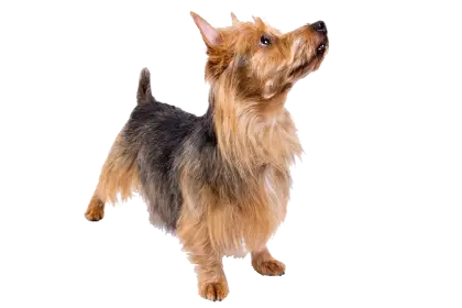Cute Yorkshire Terrier Dog in Action