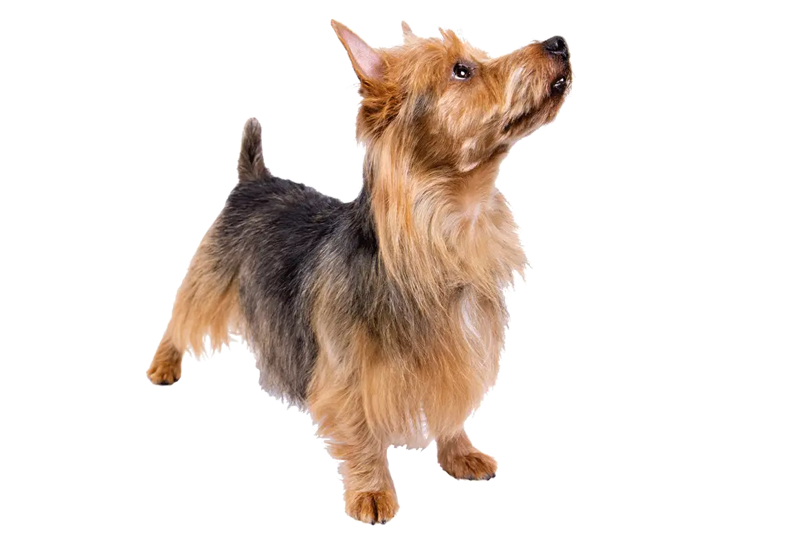 Cute Yorkshire Terrier Dog in Action
