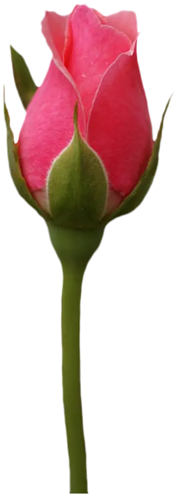 Delicate Pink Rose Bud