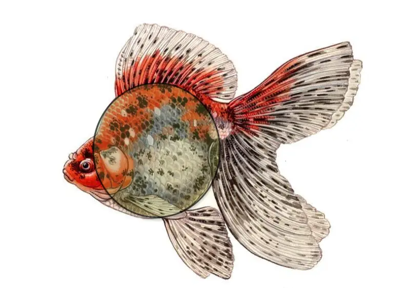 Colorful Fish Illustration