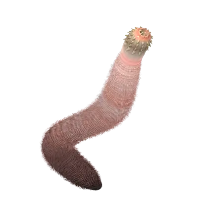 Illustration of a Worm