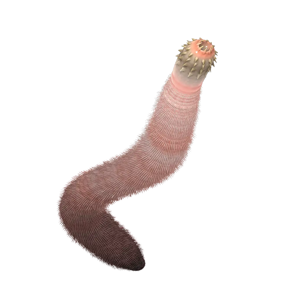 Illustration of a Worm