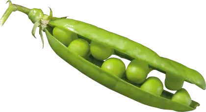 Open Green Pea Pod with Fresh Peas