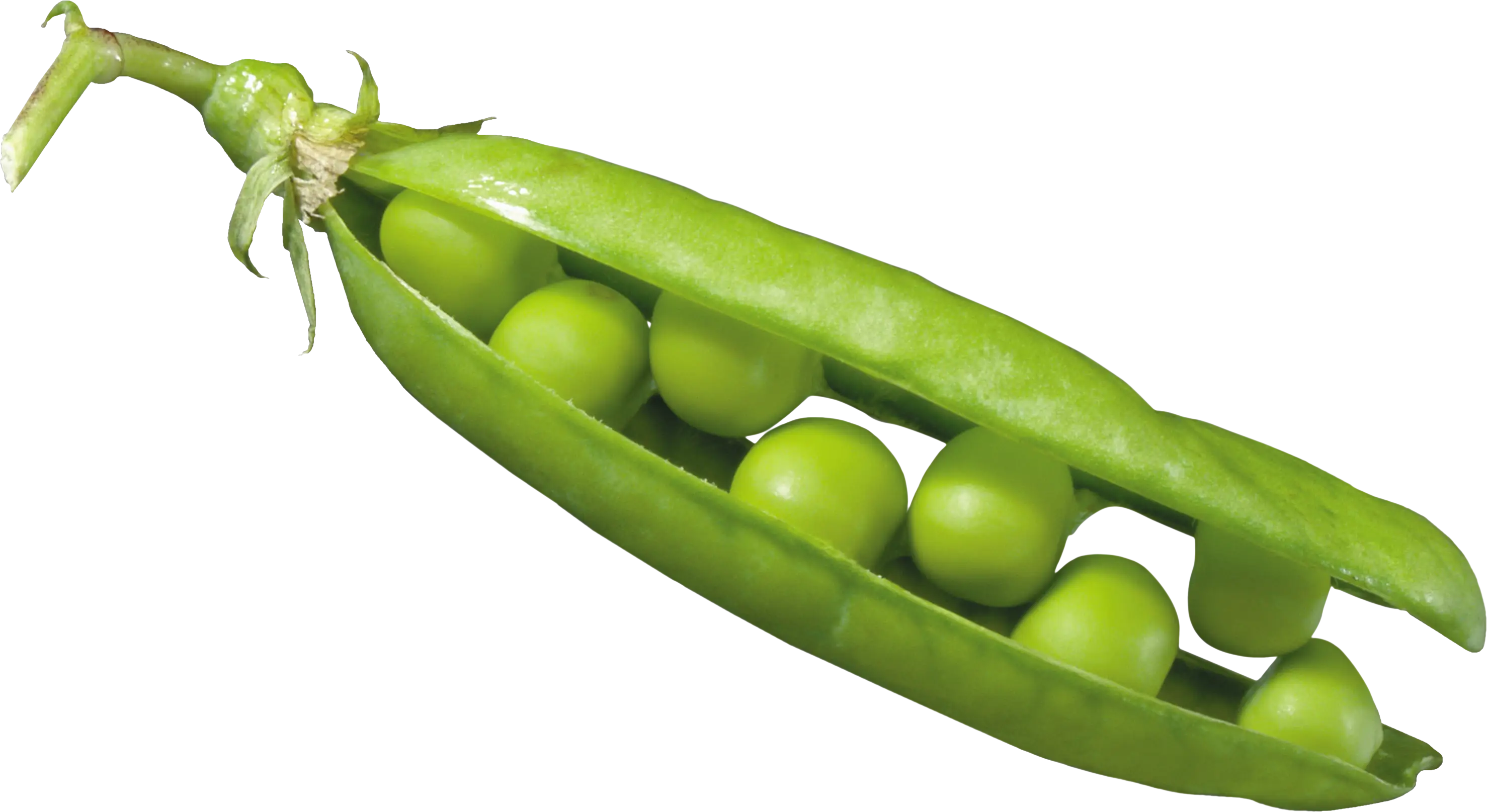 Open Green Pea Pod with Fresh Peas