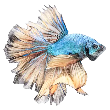 Blue and Gold Betta Fish with Flowing Fins
