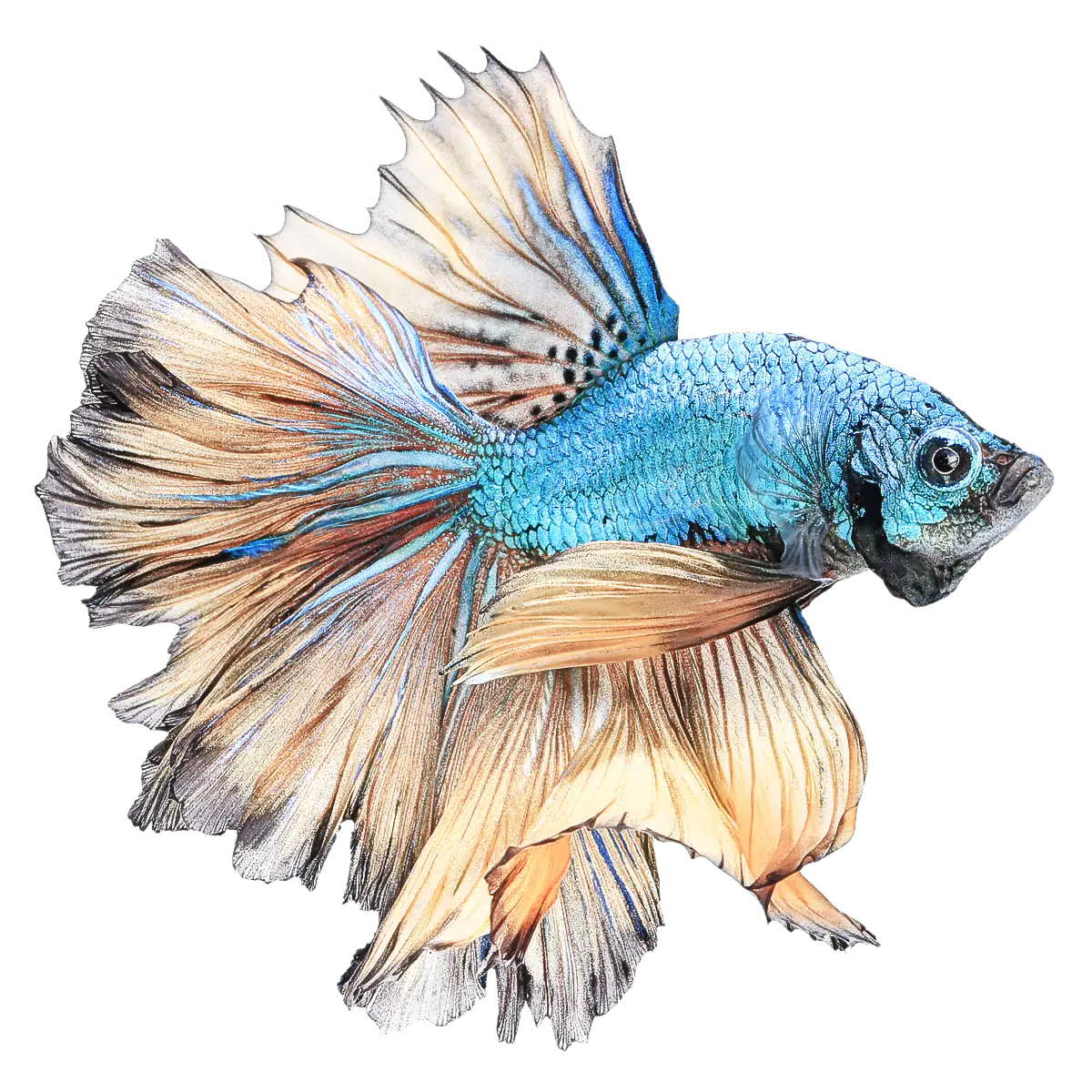Blue and Gold Betta Fish with Flowing Fins