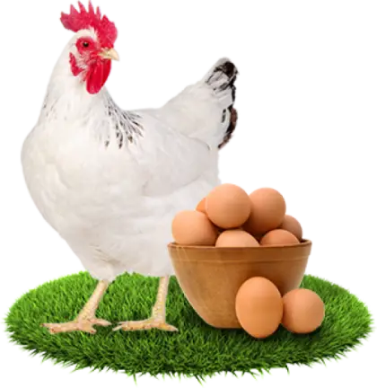 Chicken and Eggs on Farm