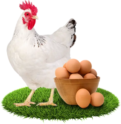 Chicken and Eggs on Farm