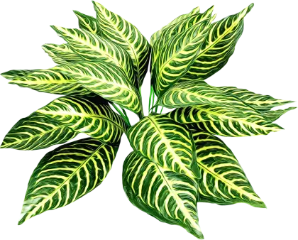 Striped Green Plant Leaves Illustration