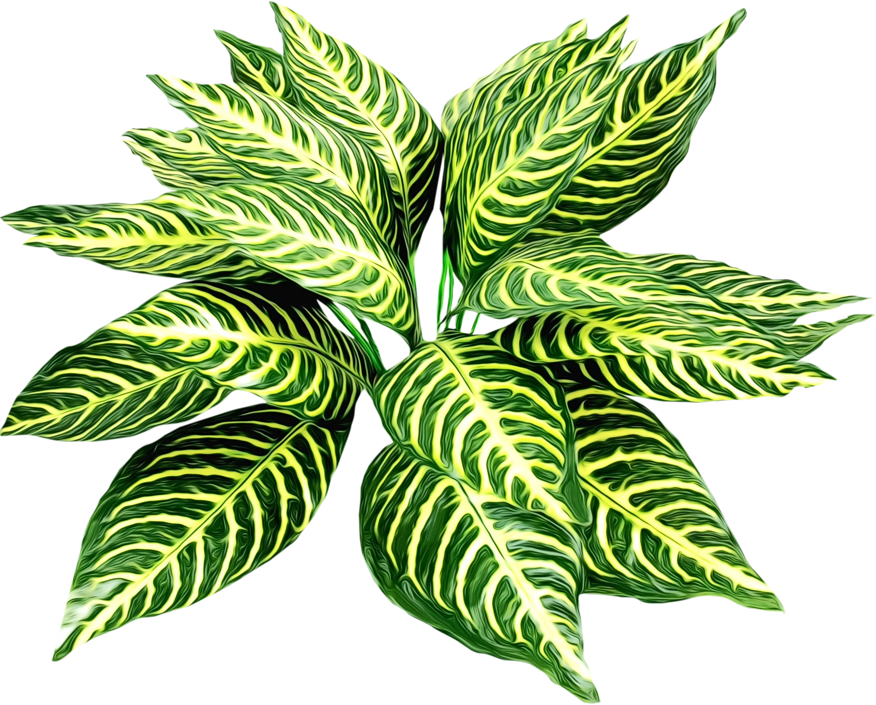 Striped Green Plant Leaves Illustration