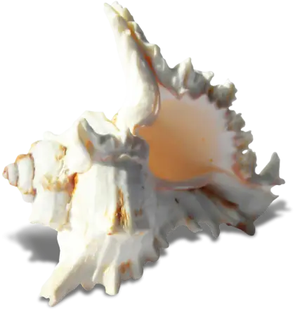 White Sea Shell from the Ocean