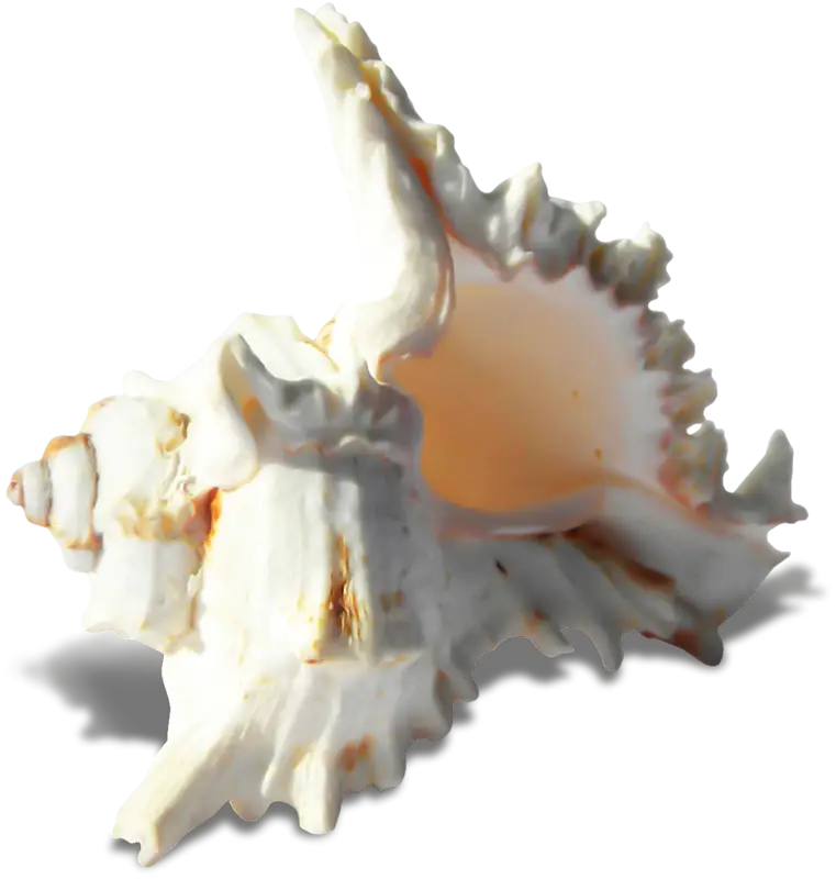 White Sea Shell from the Ocean