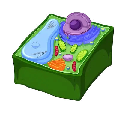 Plant Cell Diagram