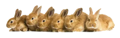 Five Fluffy Brown Bunnies in a Row