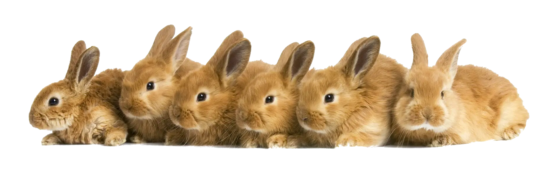 Five Fluffy Brown Bunnies in a Row
