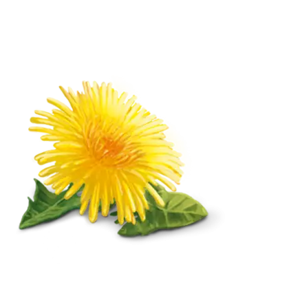 Bright Yellow Flower in Bloom