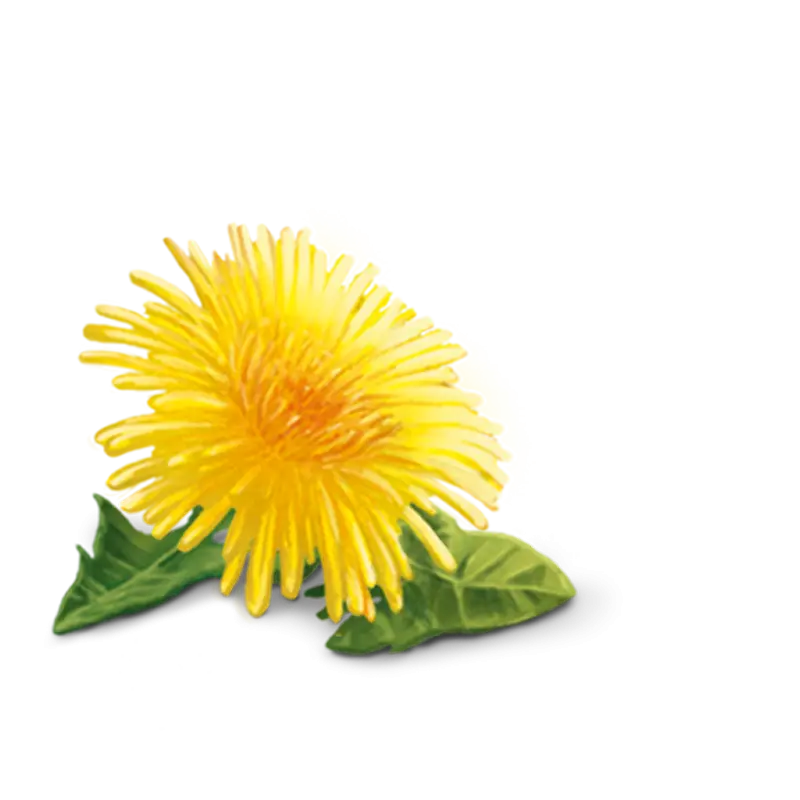 Bright Yellow Flower in Bloom