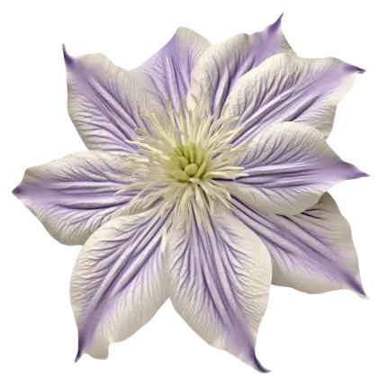 Beautiful Purple Flower