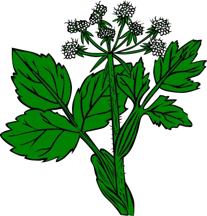 Green Plant Illustration