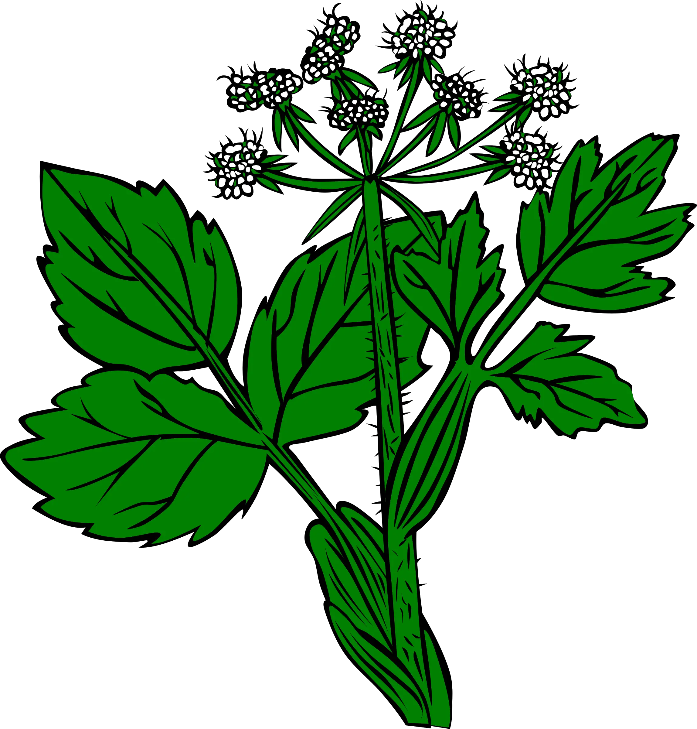 Green Plant Illustration