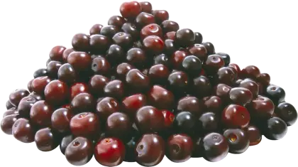 Pile of Dark Berries Illustration