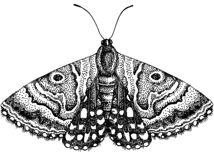 Detailed Black and White Moth Illustration