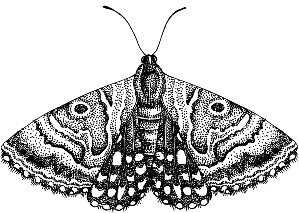 Detailed Black and White Moth Illustration