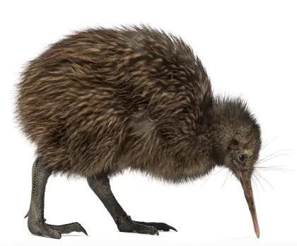 Kiwi Bird with Brown Feathers