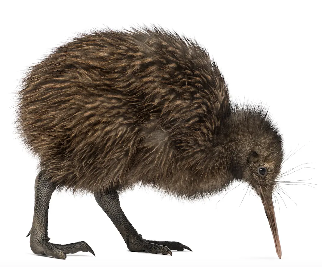 Kiwi Bird with Brown Feathers