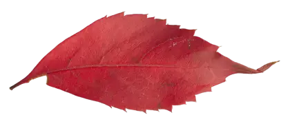 Beautiful Red Autumn Leaf