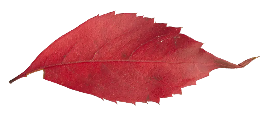 Beautiful Red Autumn Leaf