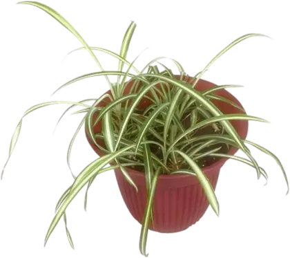 Spider Plant in Red Flower Pot for Home Decor