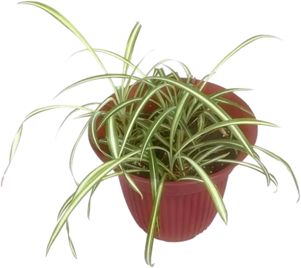 Spider Plant in Red Flower Pot for Home Decor