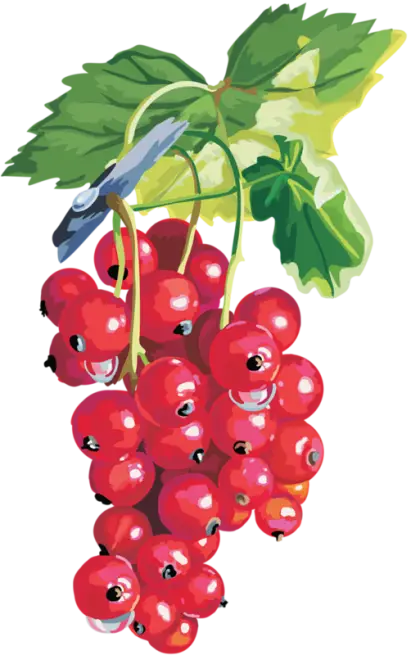Red Currants with Green Leaves