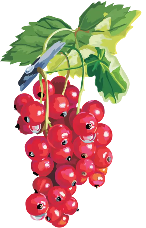 Red Currants with Green Leaves