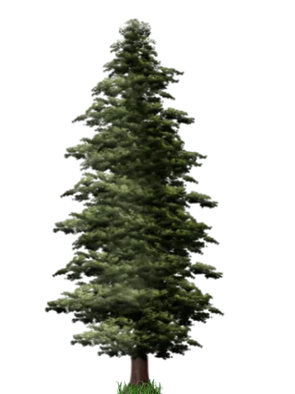 Tall Pine Tree Illustration with Grass Base