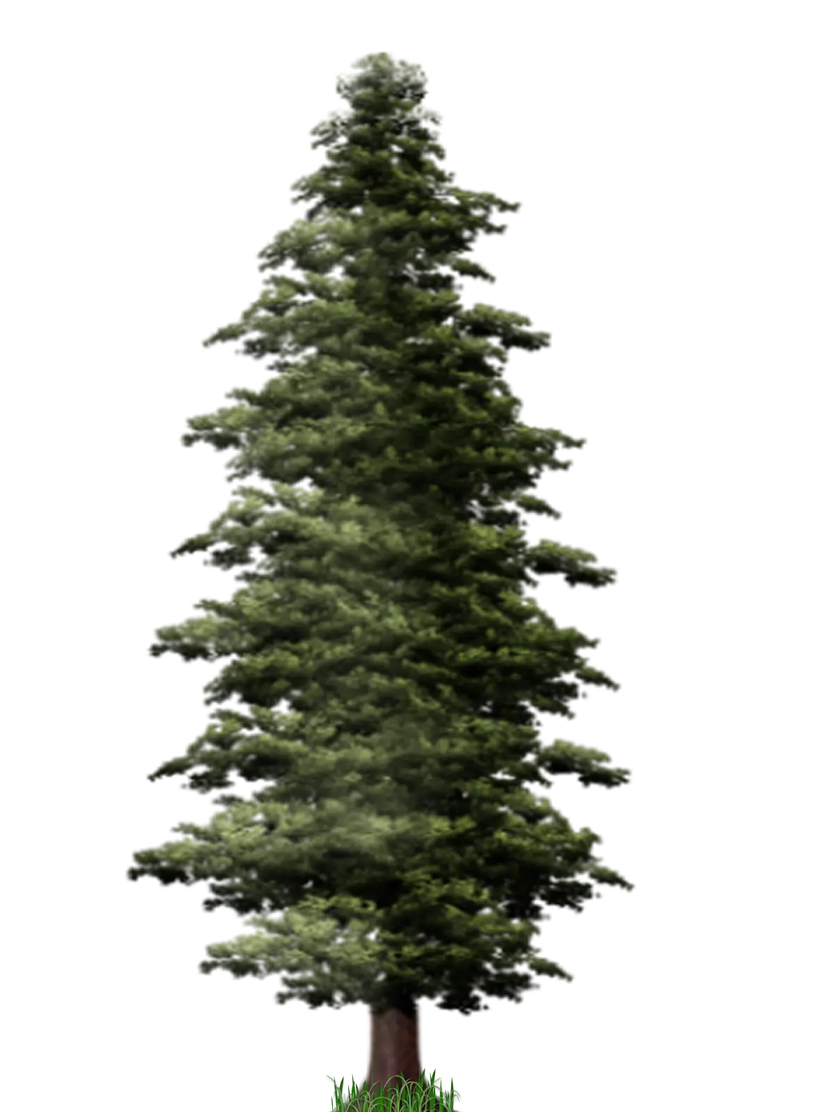 Tall Pine Tree Illustration with Grass Base