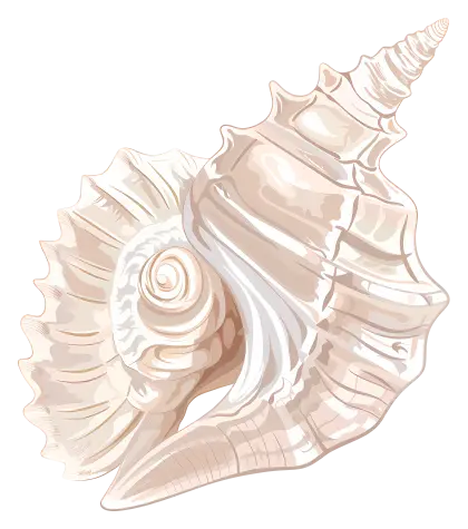 Conch Shell Illustration