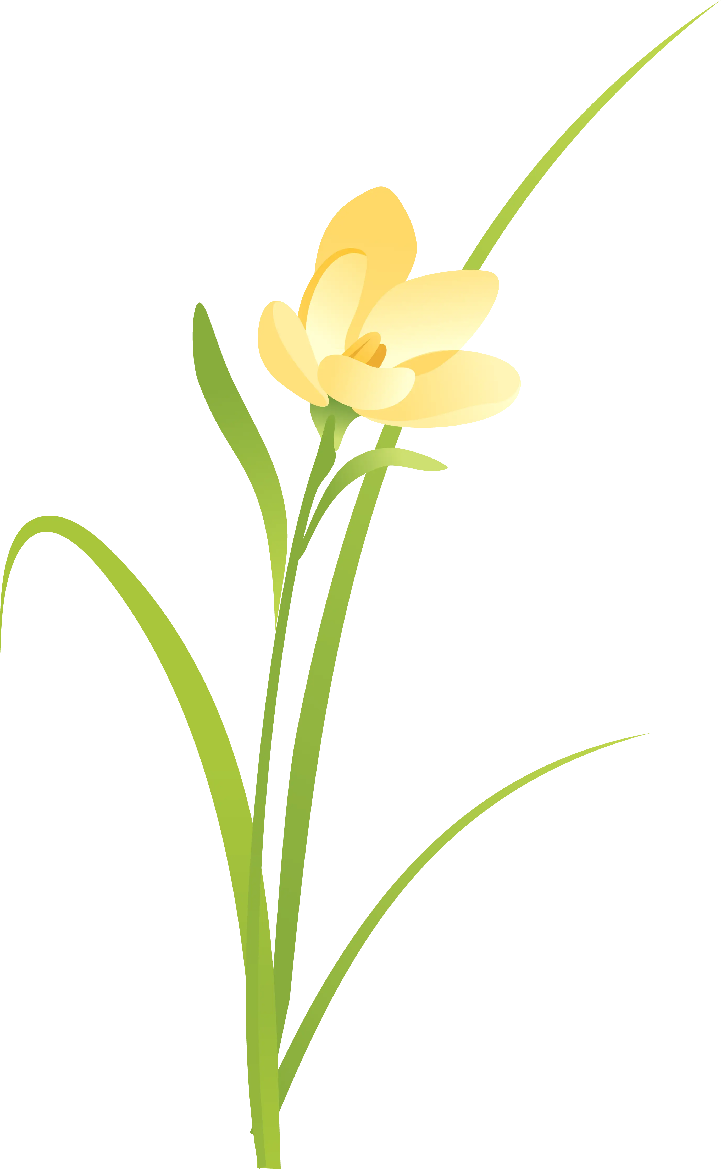 Yellow Flower with Long Green Leaves